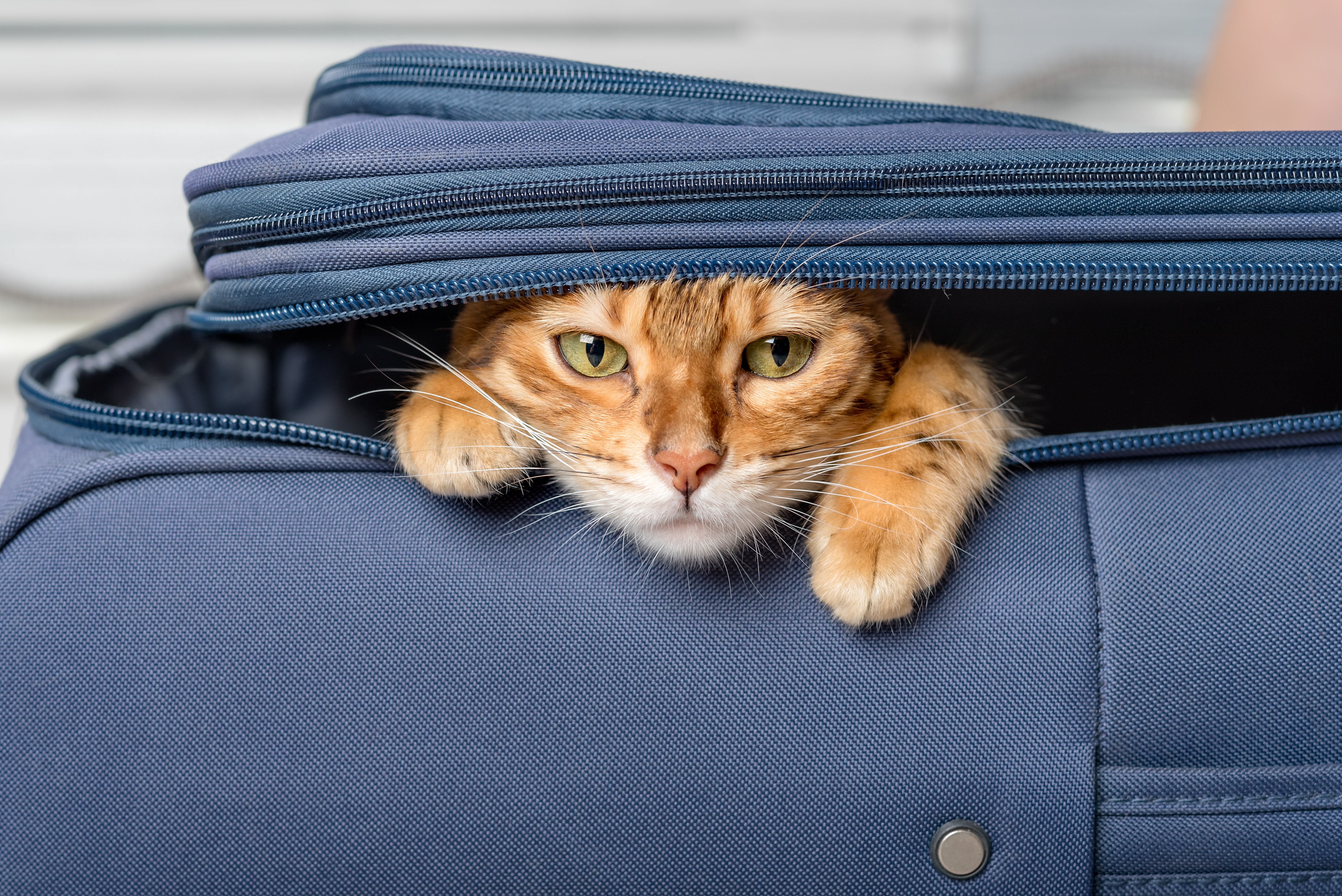 cat in suitcase