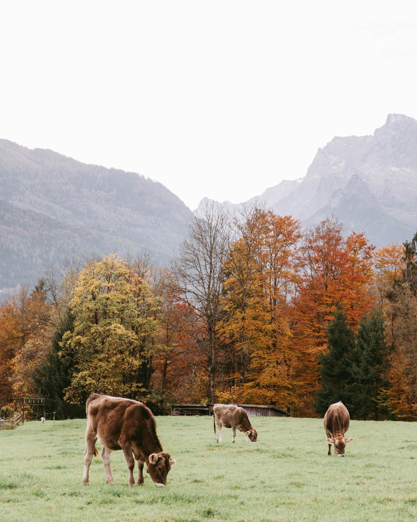 cows in the mountains