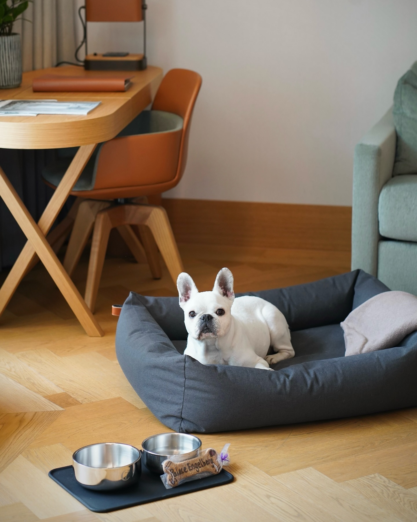 Dog beds in hotel