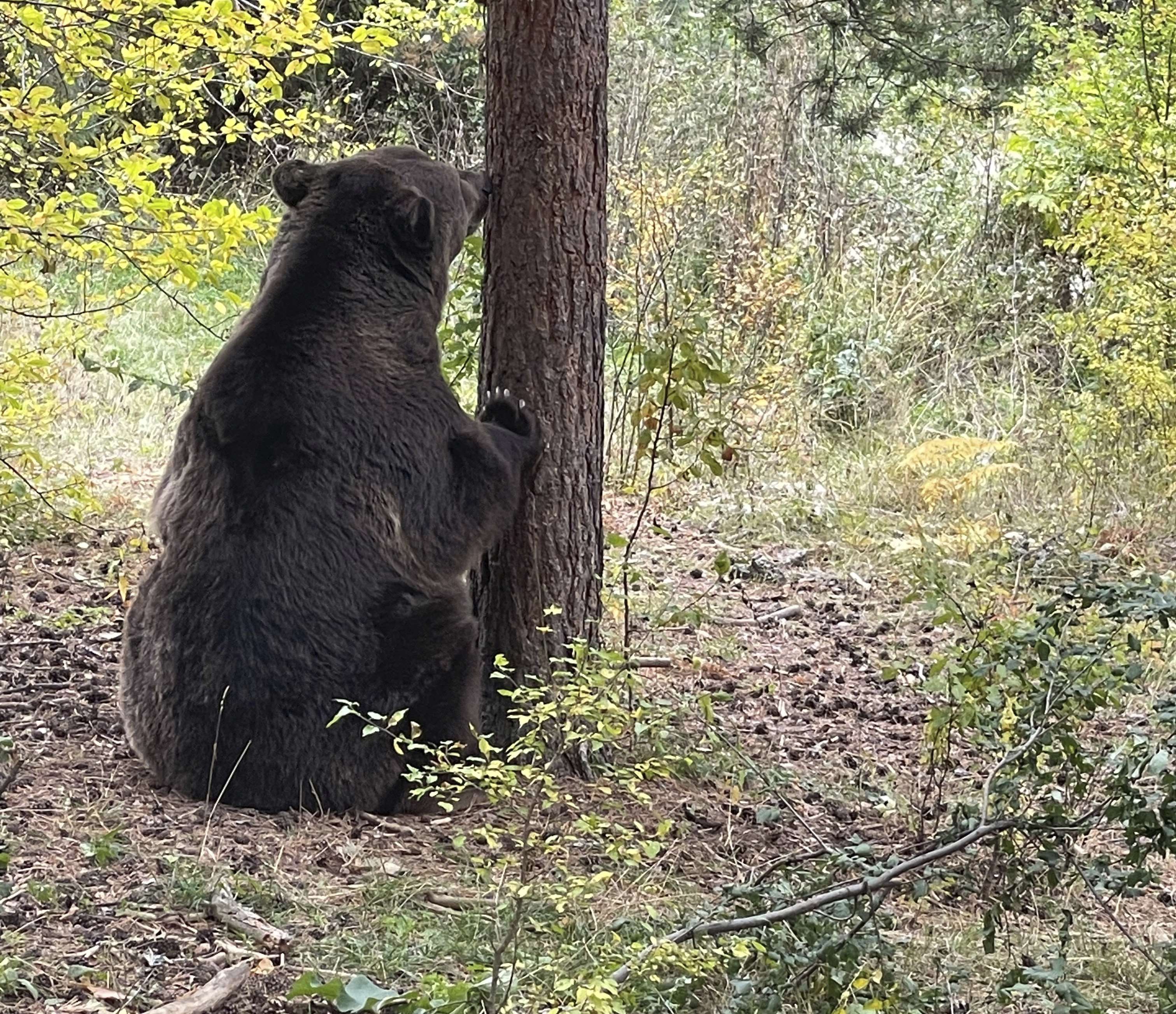 Donation of One Tonne of Food to the BEAR SANCTUARY Belitsa| Kempinski  Hotel Grand Arena Bansko