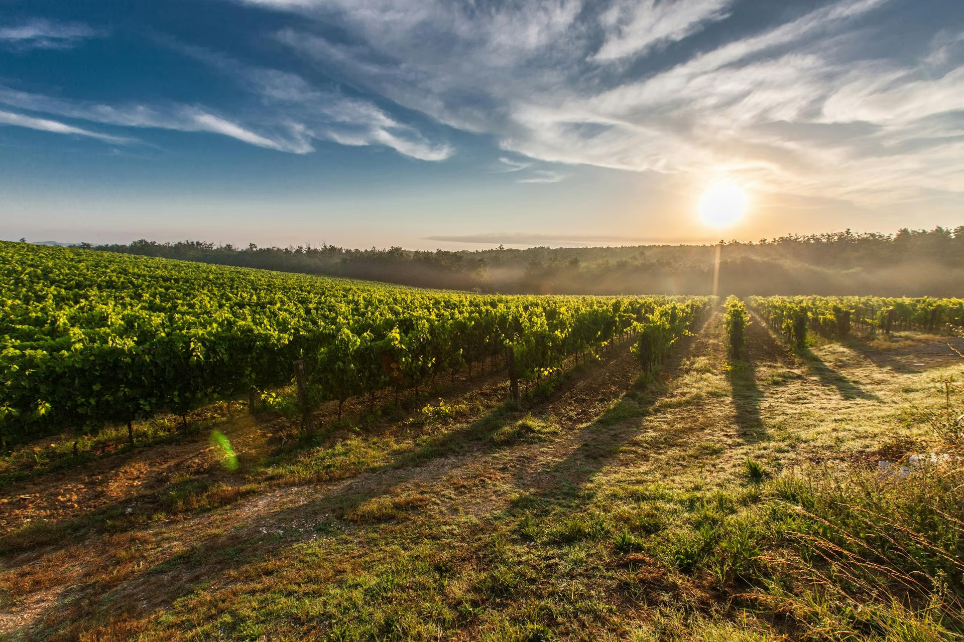 karnas-vineyards.jpg