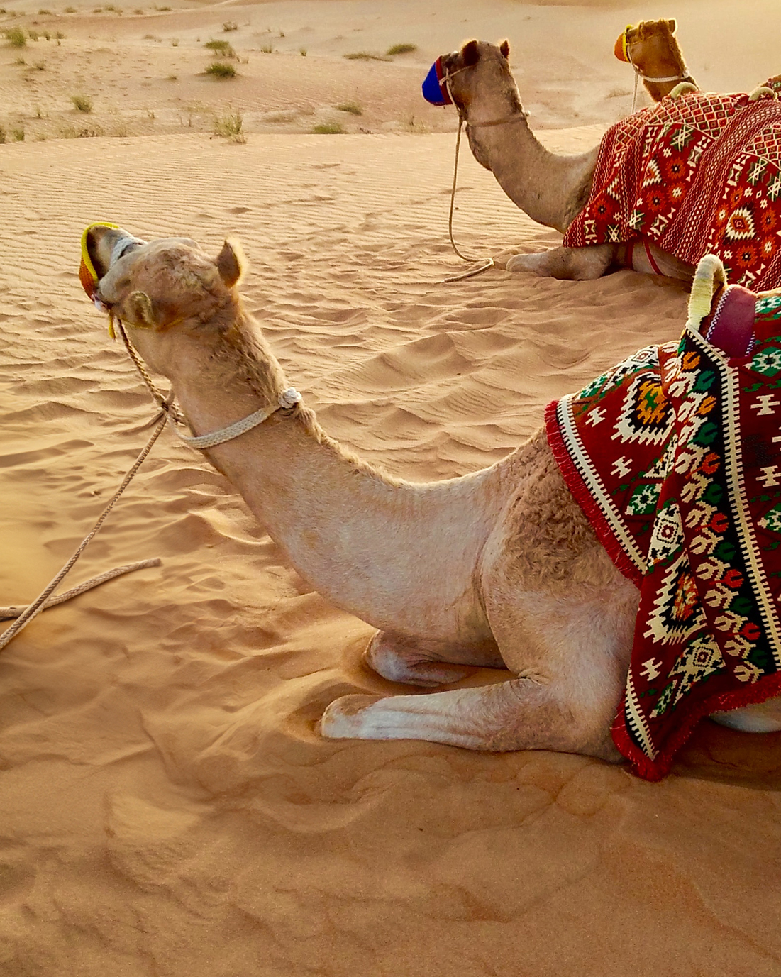 EH DUBAIMosaic_4by5_Desert Safari_unsplash-fernando-jorge.jpg