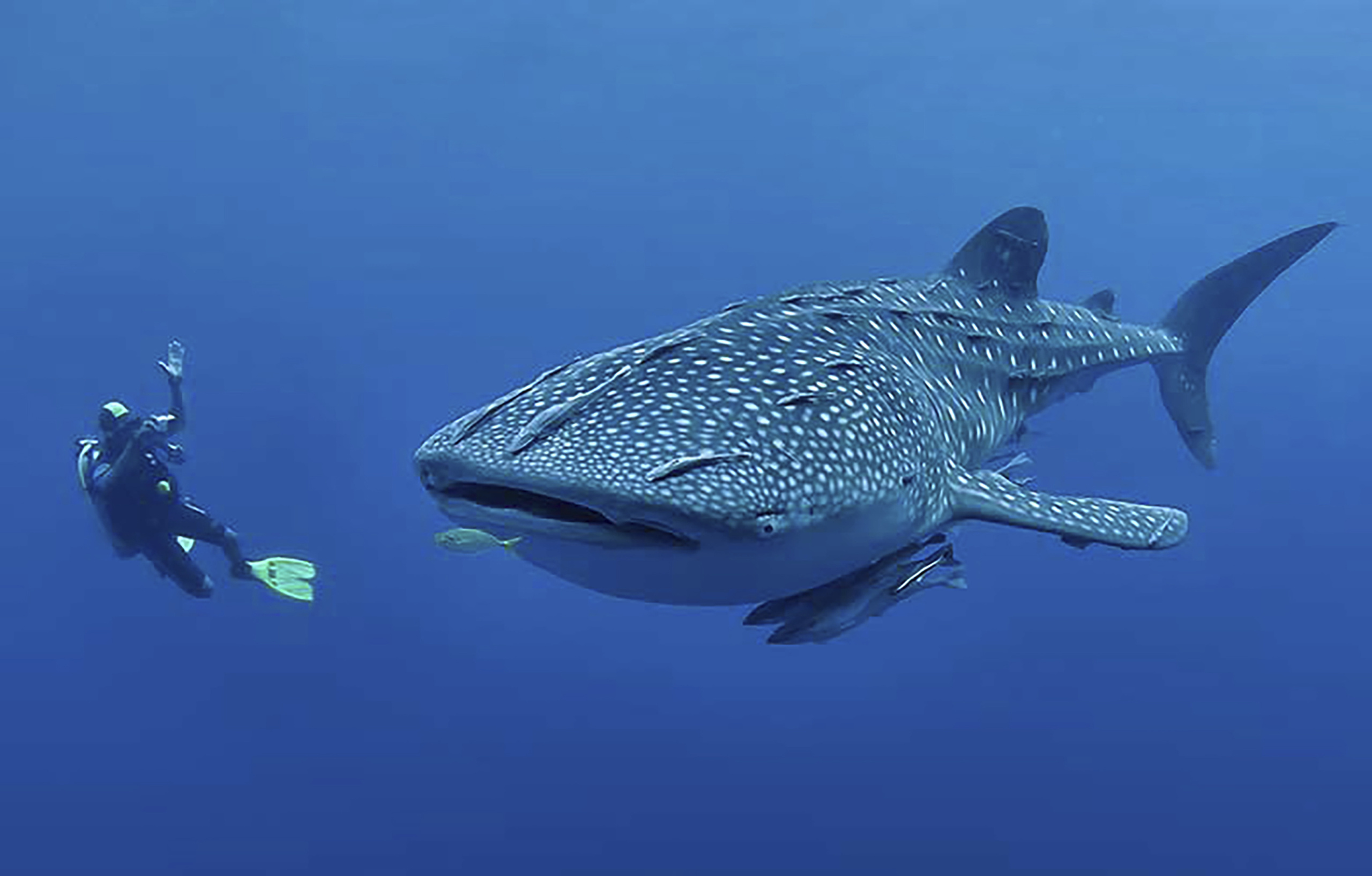 Whale shark_High Res_13801.jpg